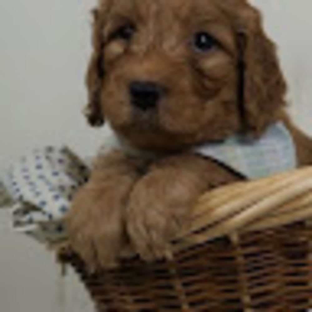 Meet your Posher, Christie